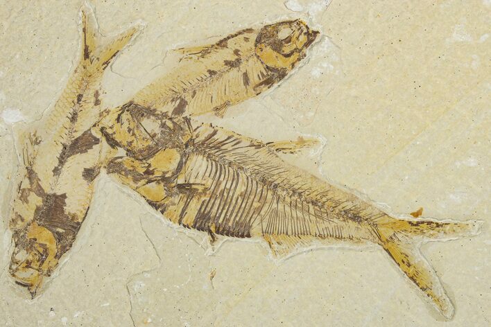 Plate of Three Fossil Fish (Knightia & Diplomystus) - Wyoming #354037